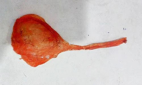 🐱✨ Billi Ki Jer – Powerful Protection & Prosperity